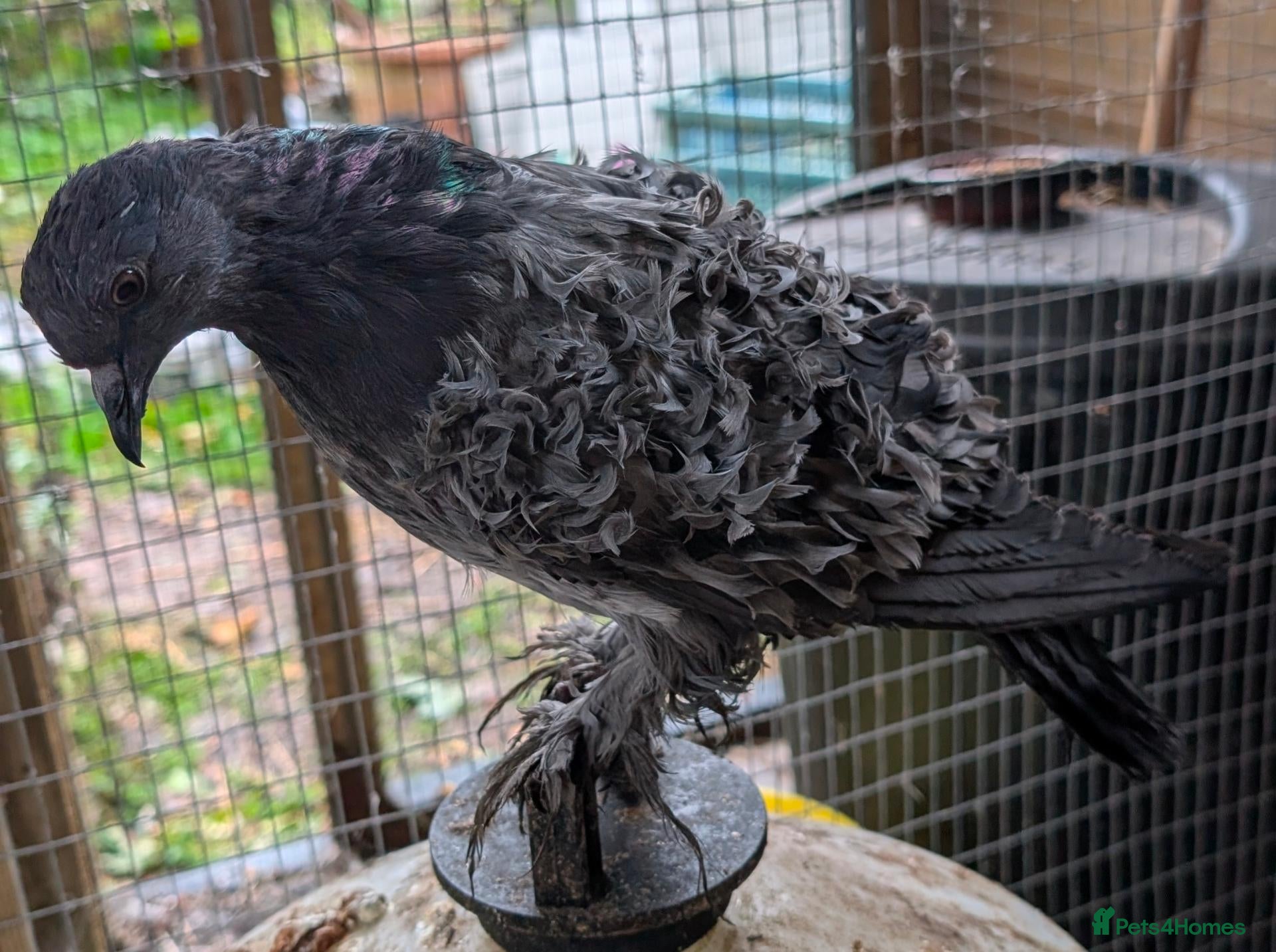 Doves birds for sale: Frillback and Garden Fantail pigeons - Advert 4