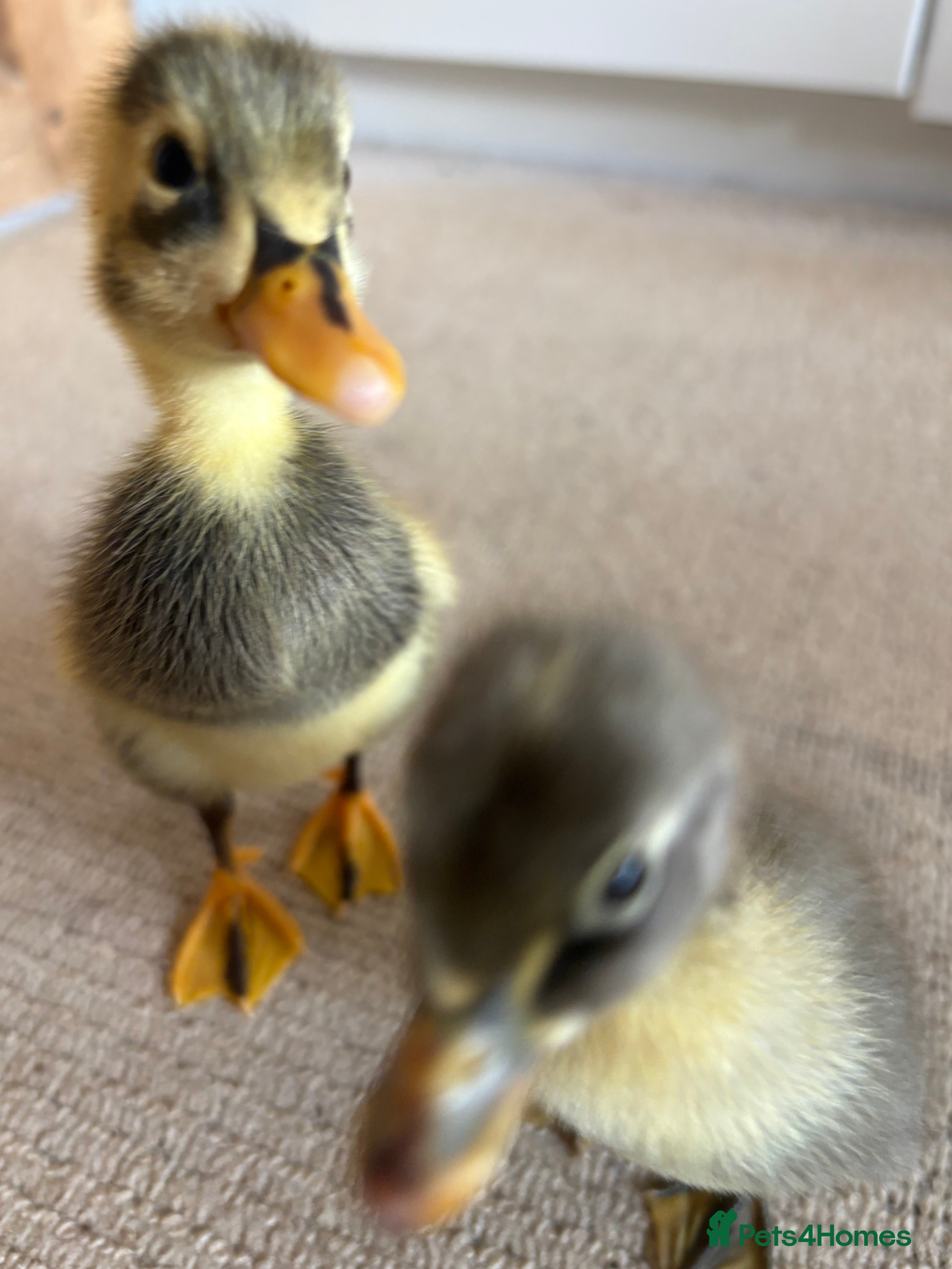 Ducks poultry Indian runner ducklings x2 READY NOW - Advert 2
