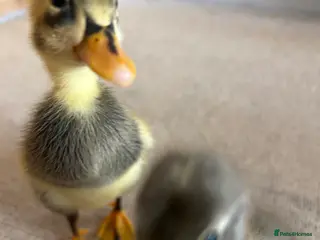 Ducks poultry Indian runner ducklings x2 READY NOW - Advert 2