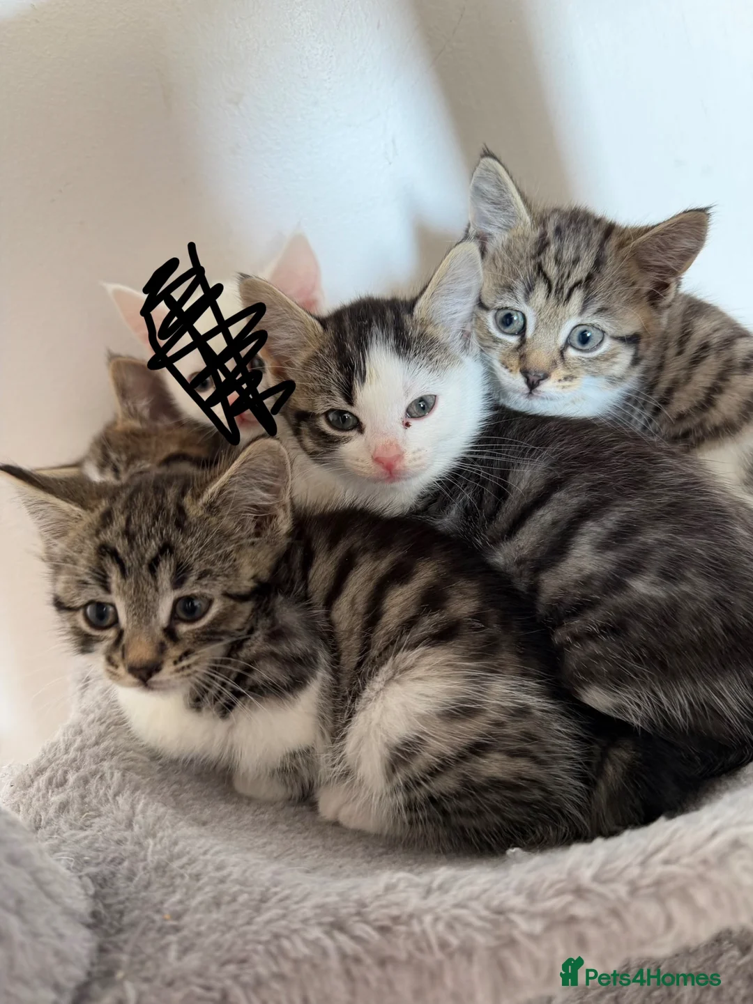 Siberian cats for sale: 3 beautiful female kittens  - Advert 6