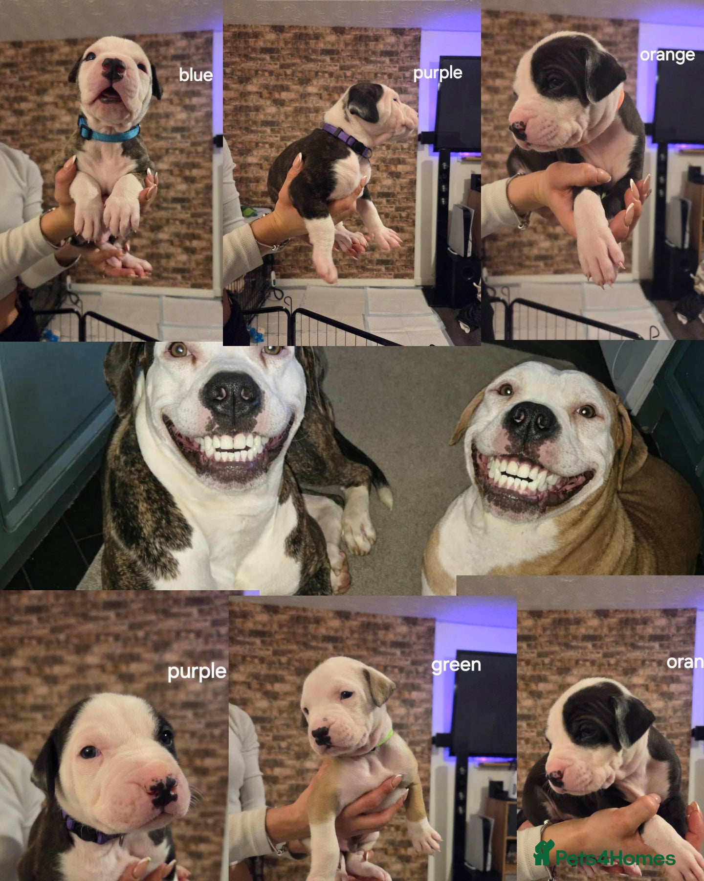 American Bulldog dogs Ready to leave chipped and vaccinations done  - Advert 5