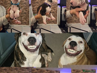 American Bulldog dogs Ready to leave chipped and vaccinations done - Advert 5