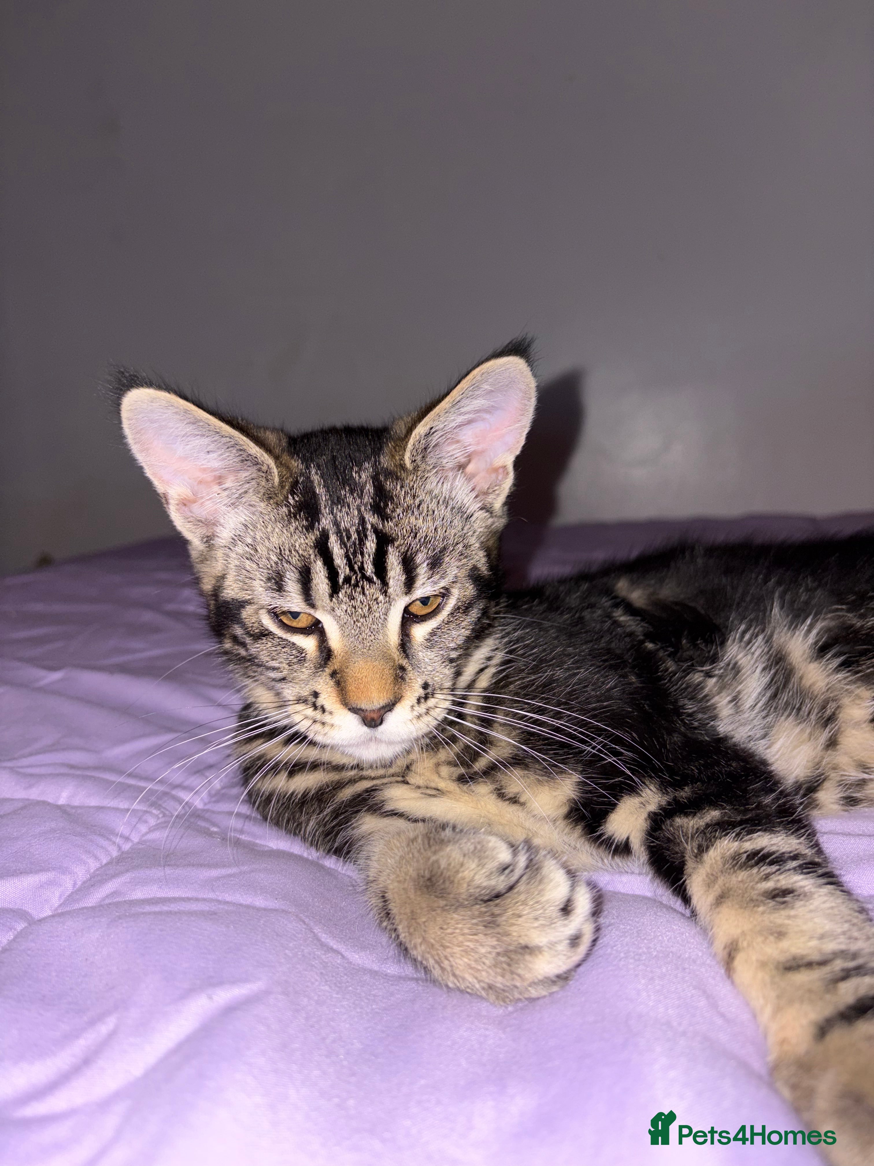 Maine Coon cats Maine Coon Kittens — Fluffy, Friendly - Advert 6