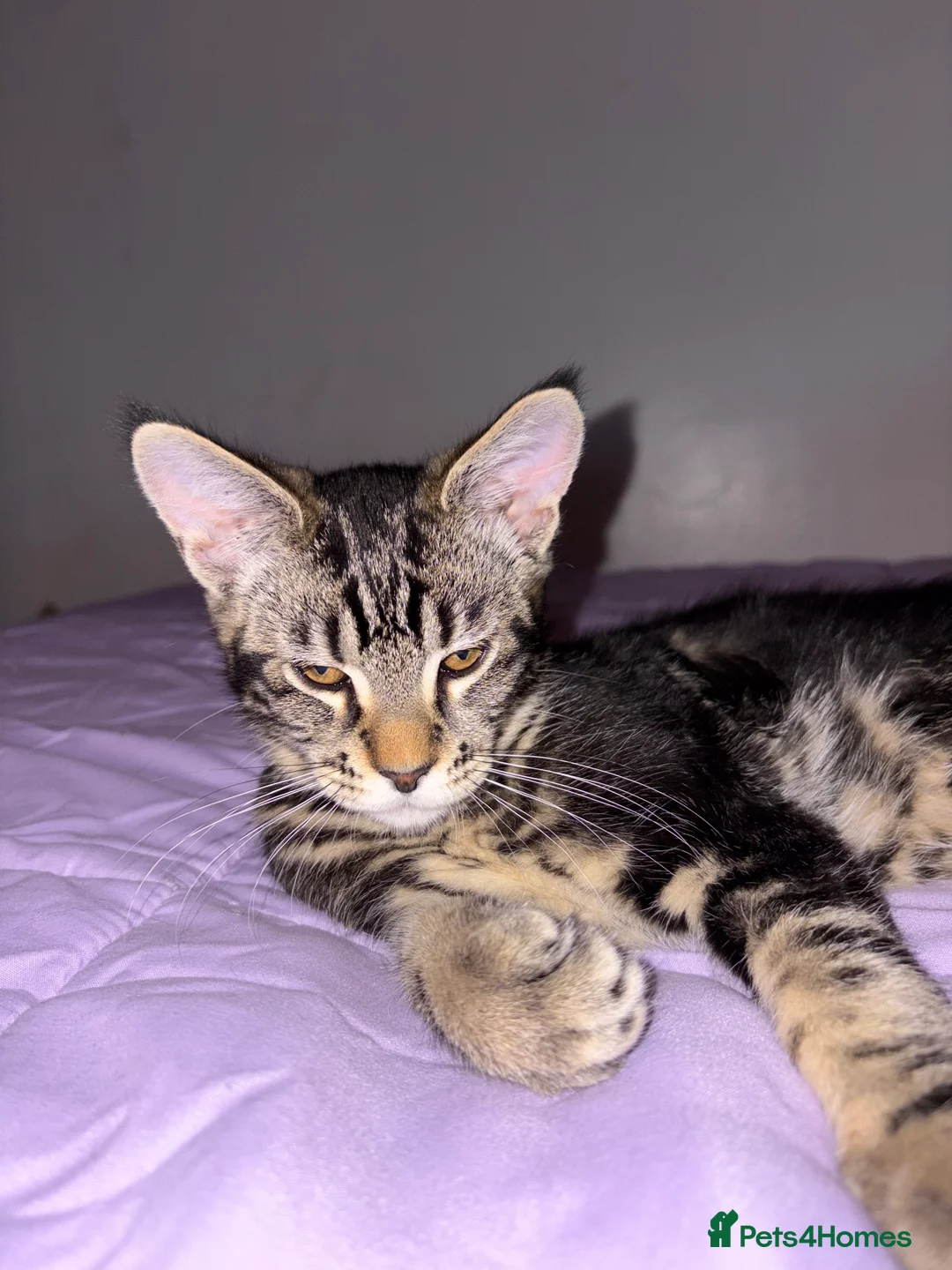 Maine Coon cats for sale: Maine Coon Kittens — Fluffy, Friendly - Advert 1