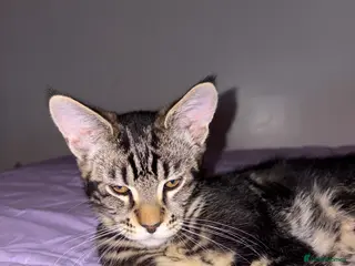 Maine Coon cats Maine Coon Kittens — Fluffy, Friendly - Advert 1