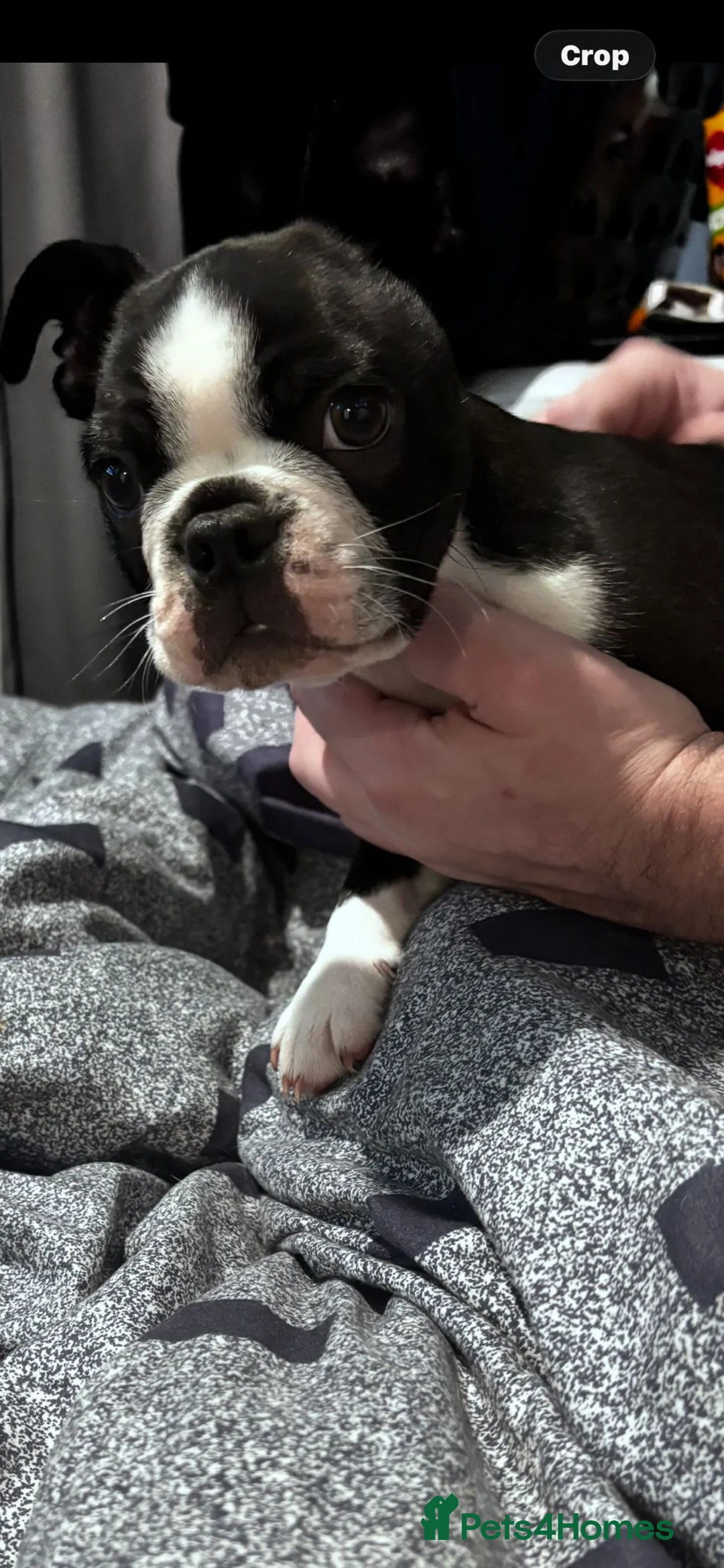 Boston Terrier dogs for sale: Boston terrier  - Advert 4