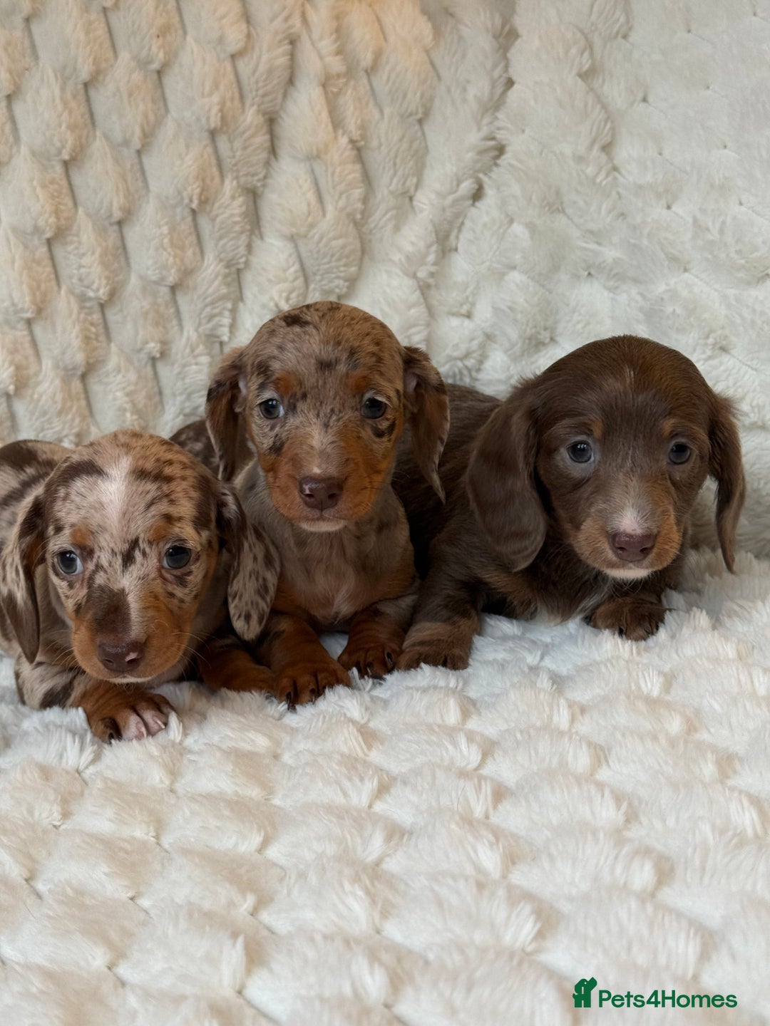 Miniature Dachshund dogs for sale: 💎MINATURE DACSHUND PUPPIES💎 - Advert 9