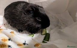 Guinea Pig rodents for sale: 3 male guinea pigs. Desperately need a new home!  - Image 3