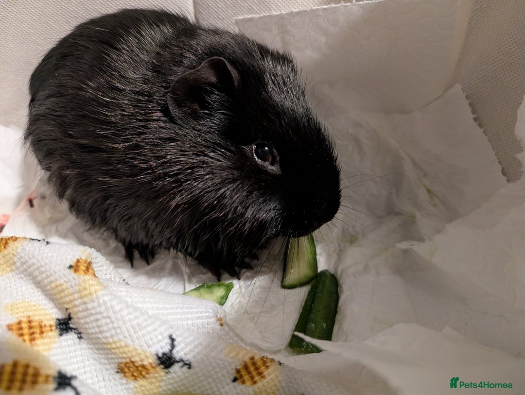 Guinea Pig rodents for sale: 3 male guinea pigs. Desperately need a new home!  - Image 3