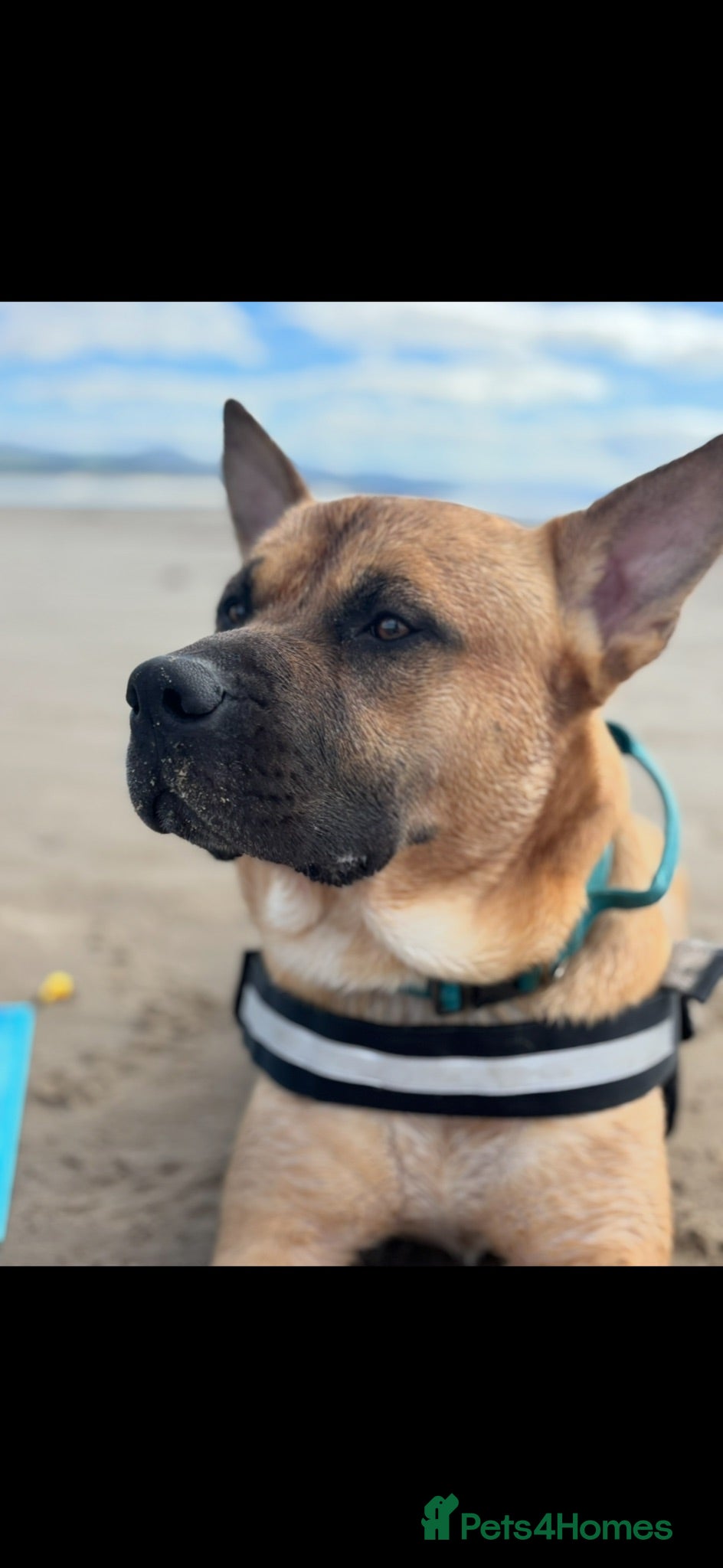 Mixed Breed dogs Max needs a new home  - Advert 10