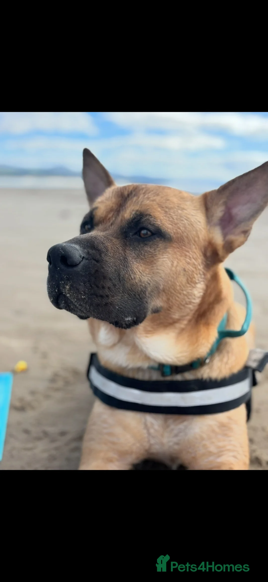 Mixed Breed dogs for sale: Max needs a new home  - Advert 1