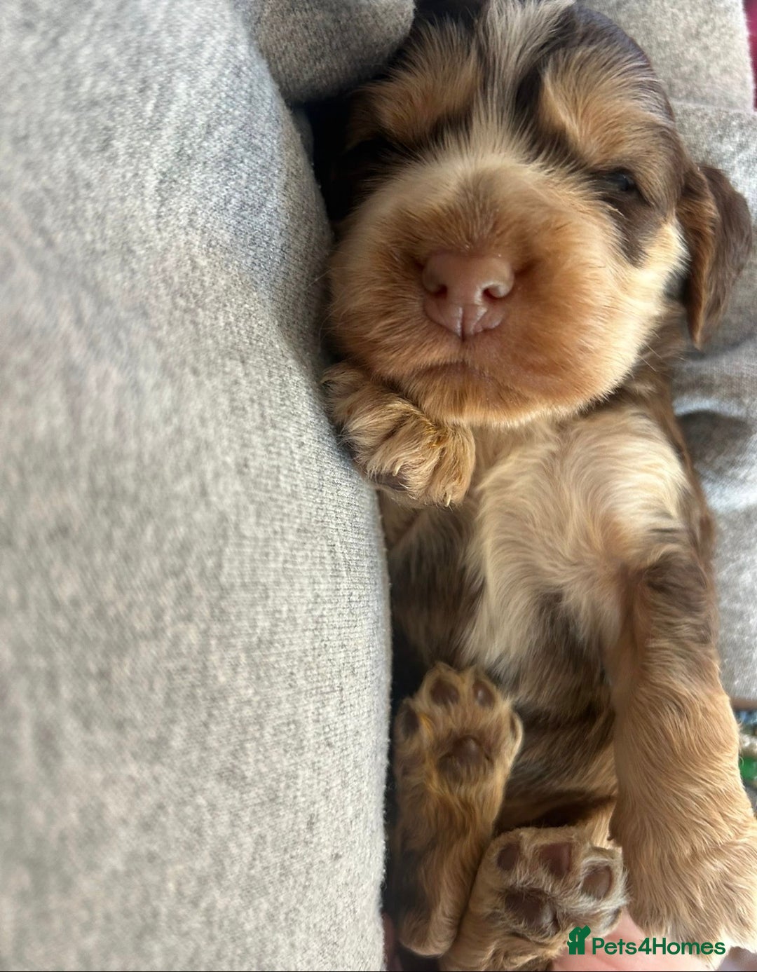 Cocker Spaniel dogs for sale: Quality kc show type cocker spaniels - Advert 19