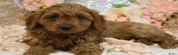Cavapoo dogs for sale: *HEALTH TESTED* Cavapoo Puppies - Advert 22
