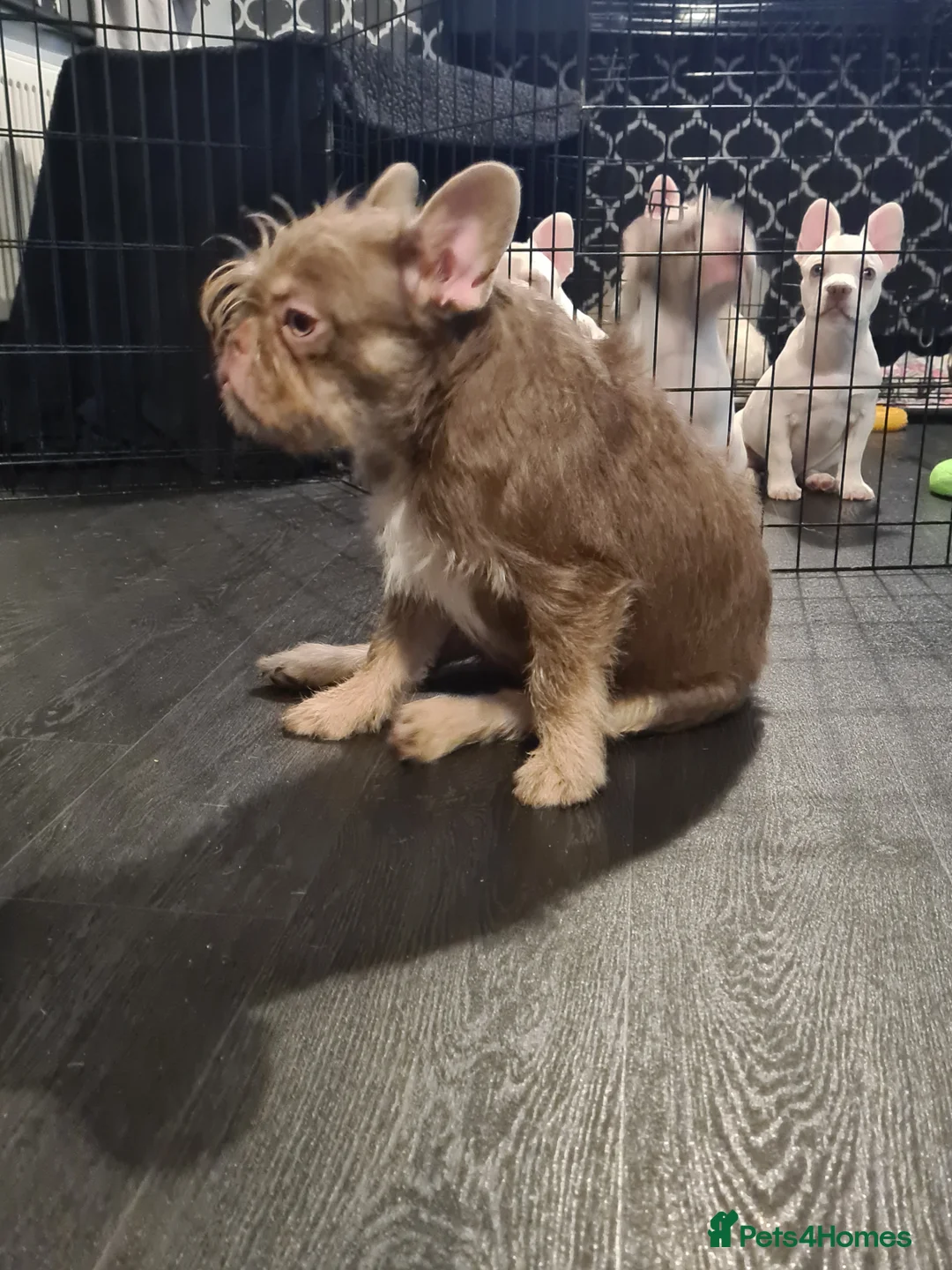 French Bulldog dogs for sale: Furnished french bulldog puppies  - Advert 16