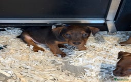 Lakeland Terrier dogs for sale: Lakeland terrier puppies  - Image 10