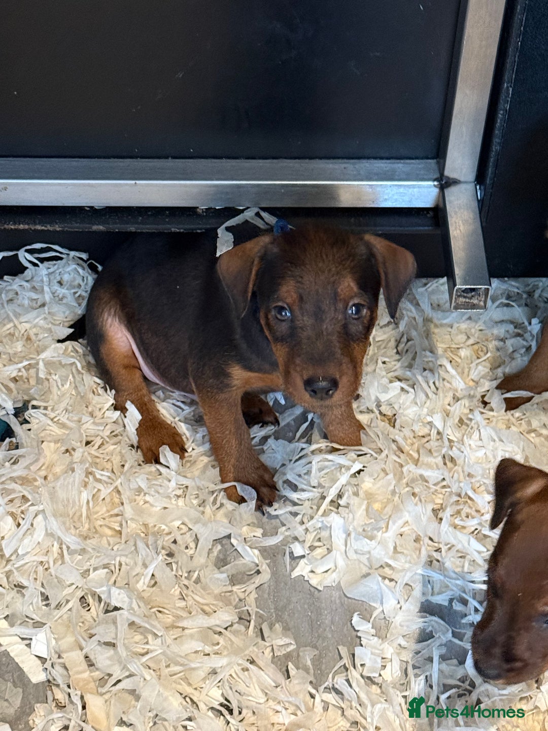 Lakeland Terrier dogs for sale: Lakeland terrier puppies  - Image 10