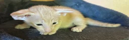 Oriental cats for sale: GCCF Reg Rare Oriental RED & APRICOT FEMALES - Advert 13