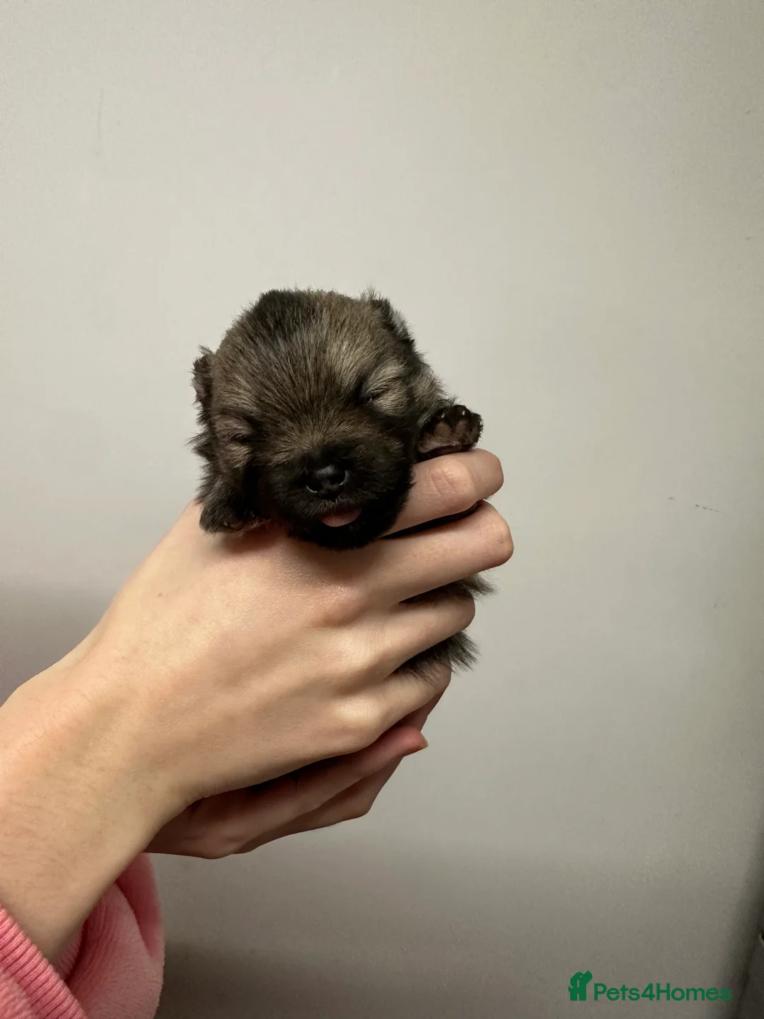 Pomeranian dogs for sale: GORGEOUS POMERANIAN PUPPIES!! 🐶🐶🐶 - Advert 33