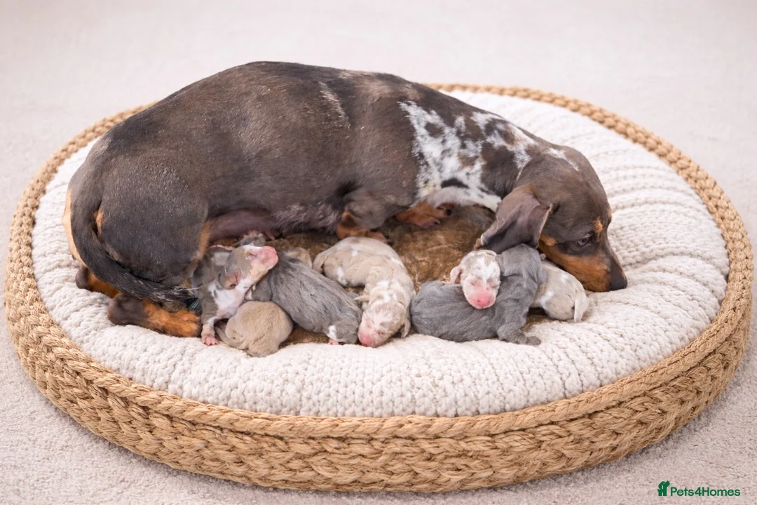 Miniature Dachshund dogs for sale: ISABELLA DAPPLE & BLUE DAPPLE VERY SMALL MINI'S 🔥 - Advert 7