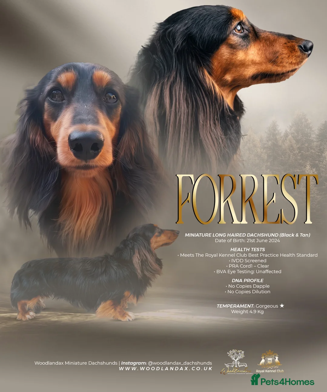 Miniature Dachshund dogs for stud: Mini Dachshund IVDD Screened Black & Tan Stud - Advert 1