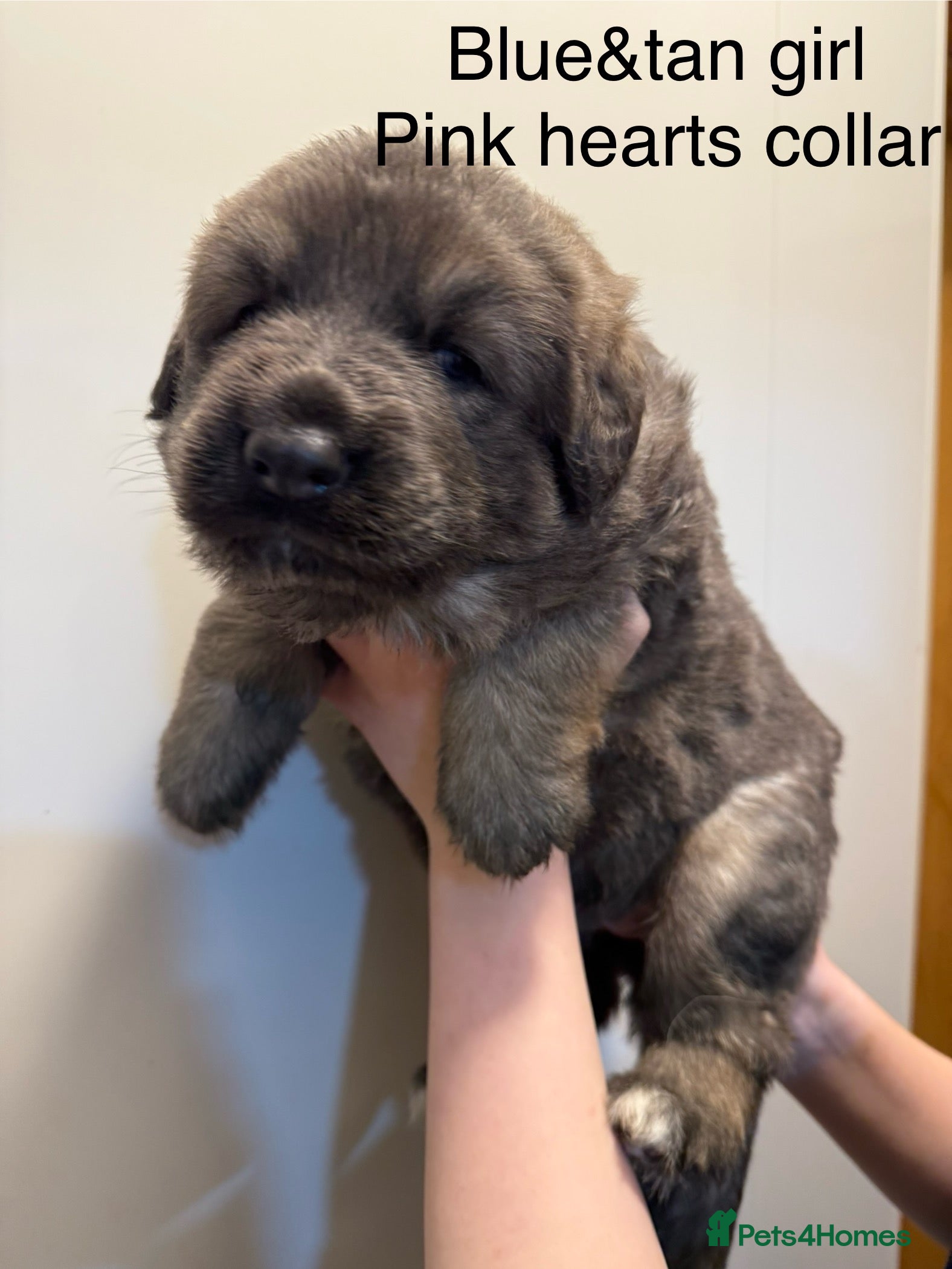 Royal Caucasian Shepherds Caucasian Bear Dog For Sale Puppy