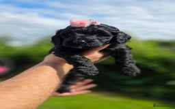 Australian Labradoodle dogs for sale: Reduced-Multigen Aussie Labradoodles curly/nonshed - Image 31