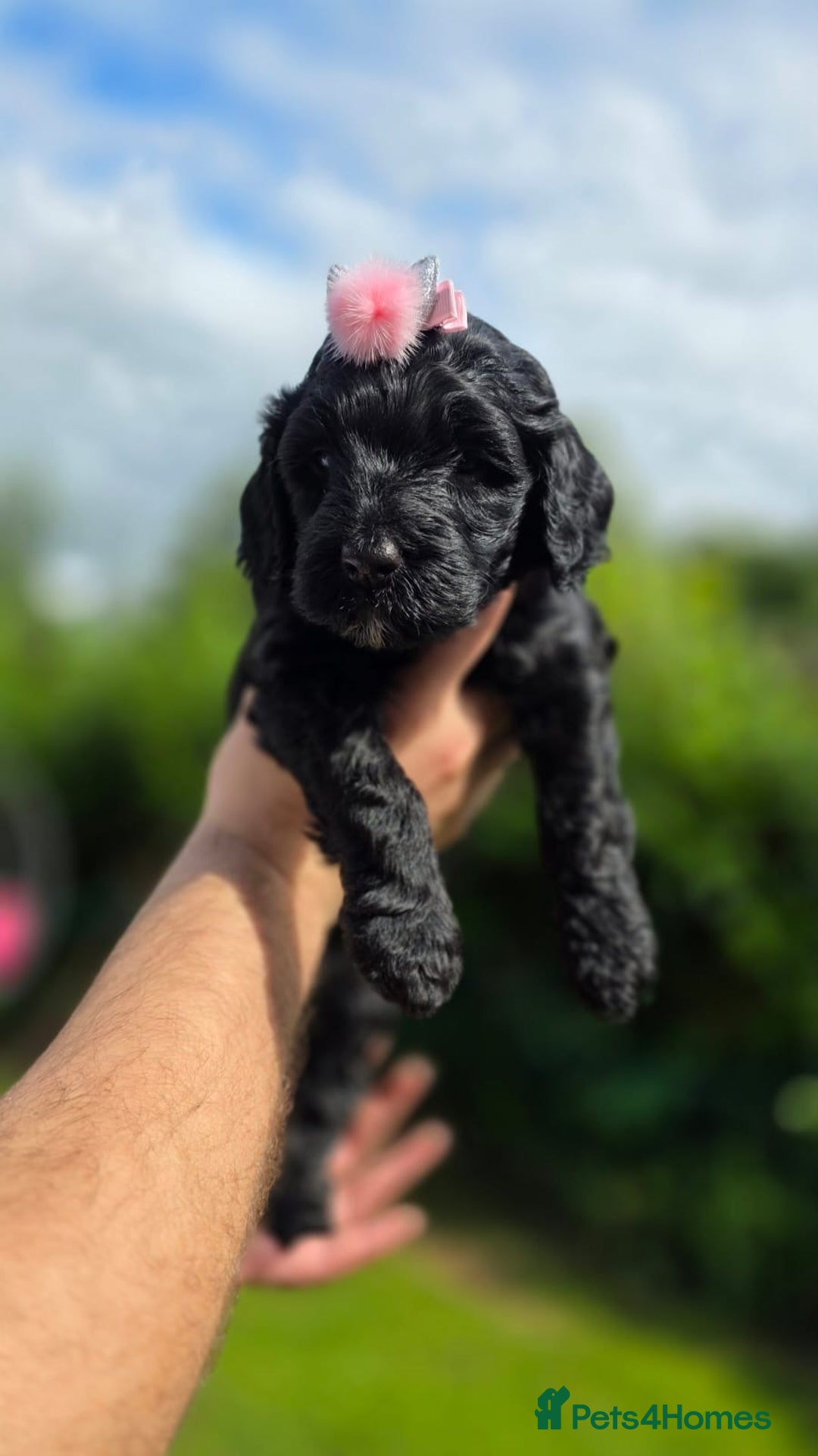 Australian Labradoodle dogs for sale: Reduced-Multigen Aussie Labradoodles curly/nonshed - Image 31