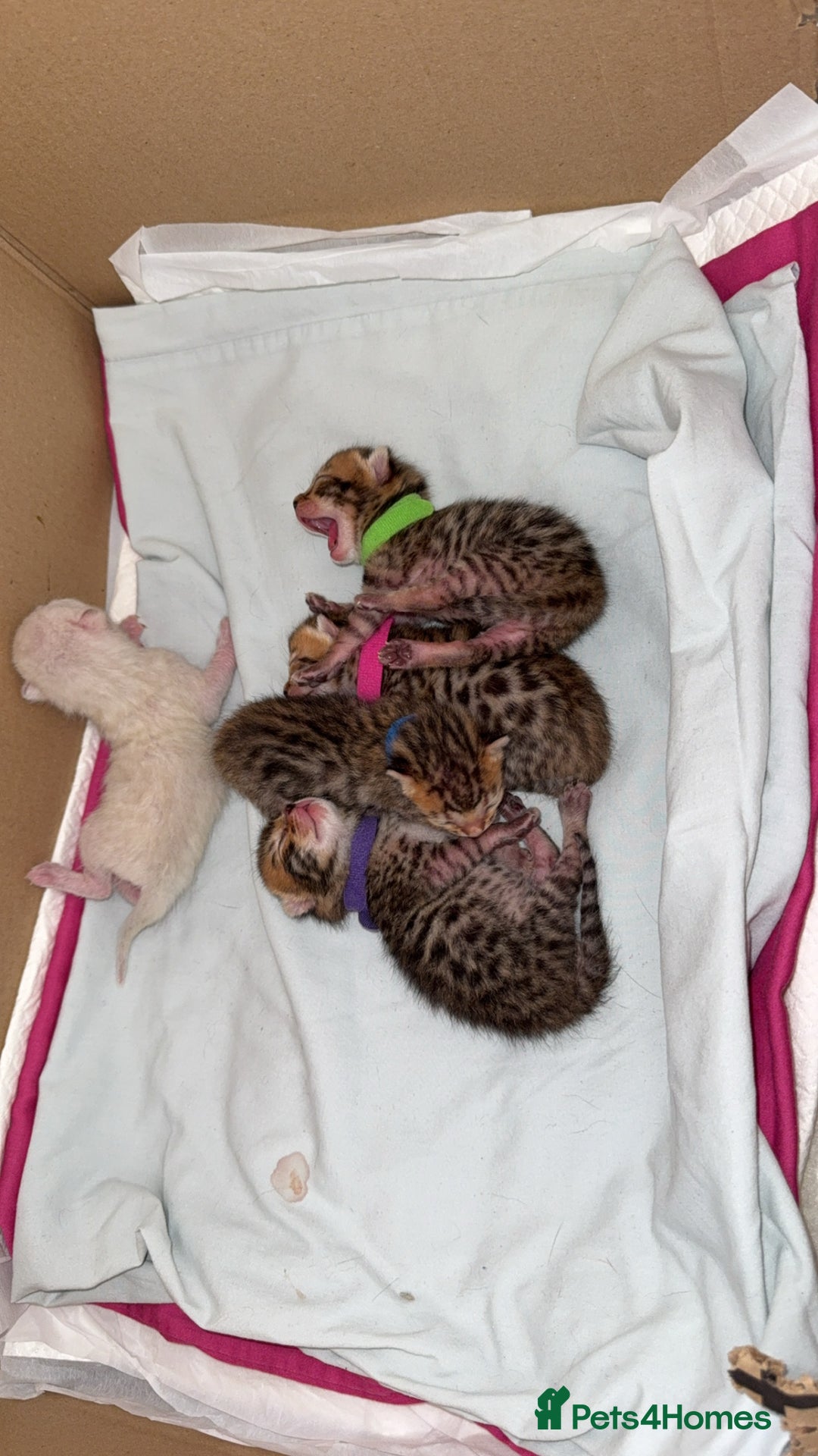 Bengal cats for sale: Beautiful bengal kittens - Image 3