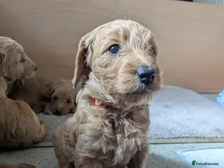 Goldendoodle dogs F1B Golden doodle Puppies - Advert 1