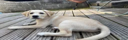 Labrador Retriever dogs for sale: Labrador Pup – Fully Vaccinated & Fully Trained - Advert 5