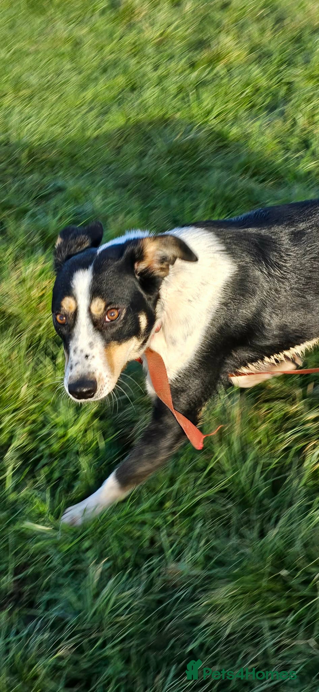 Mixed Breed dogs for adoption: TOMMY - Advert 6