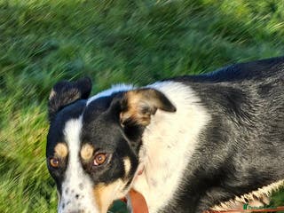 Mixed Breed dogs TOMMY - Advert 16