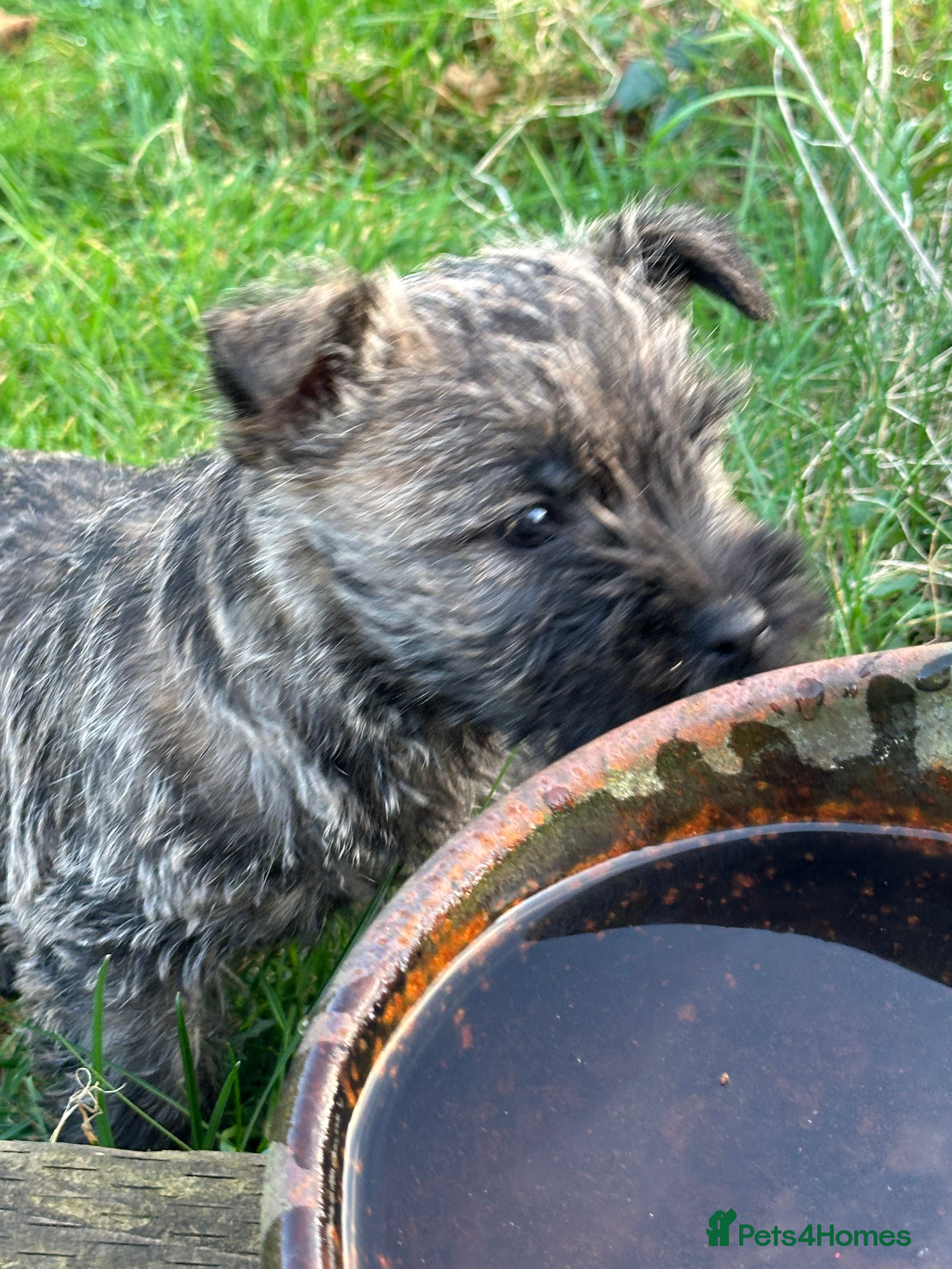 Cairn Terrier dogs Quality Beautiful KC Reg Cairn Terrier Puppies.  - Advert 4