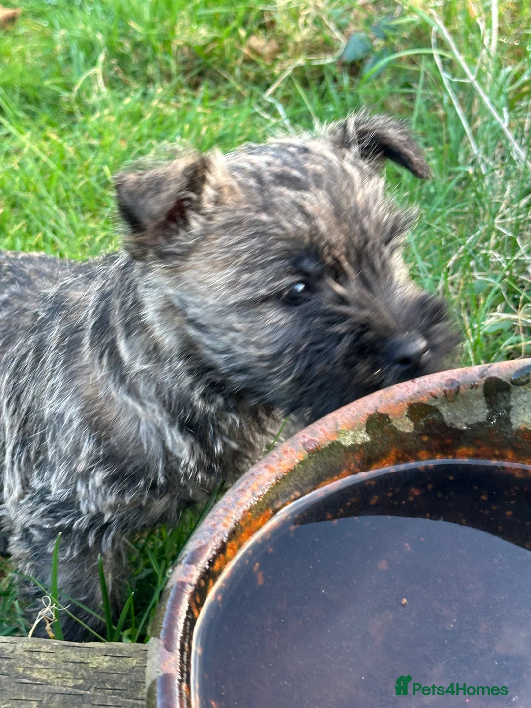 Cairn Terrier dogs for sale: Quality Beautiful KC Reg Cairn Terrier Puppies.  - Advert 13