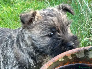 Cairn Terrier dogs Quality Beautiful KC Reg Cairn Terrier Puppies. - Advert 4