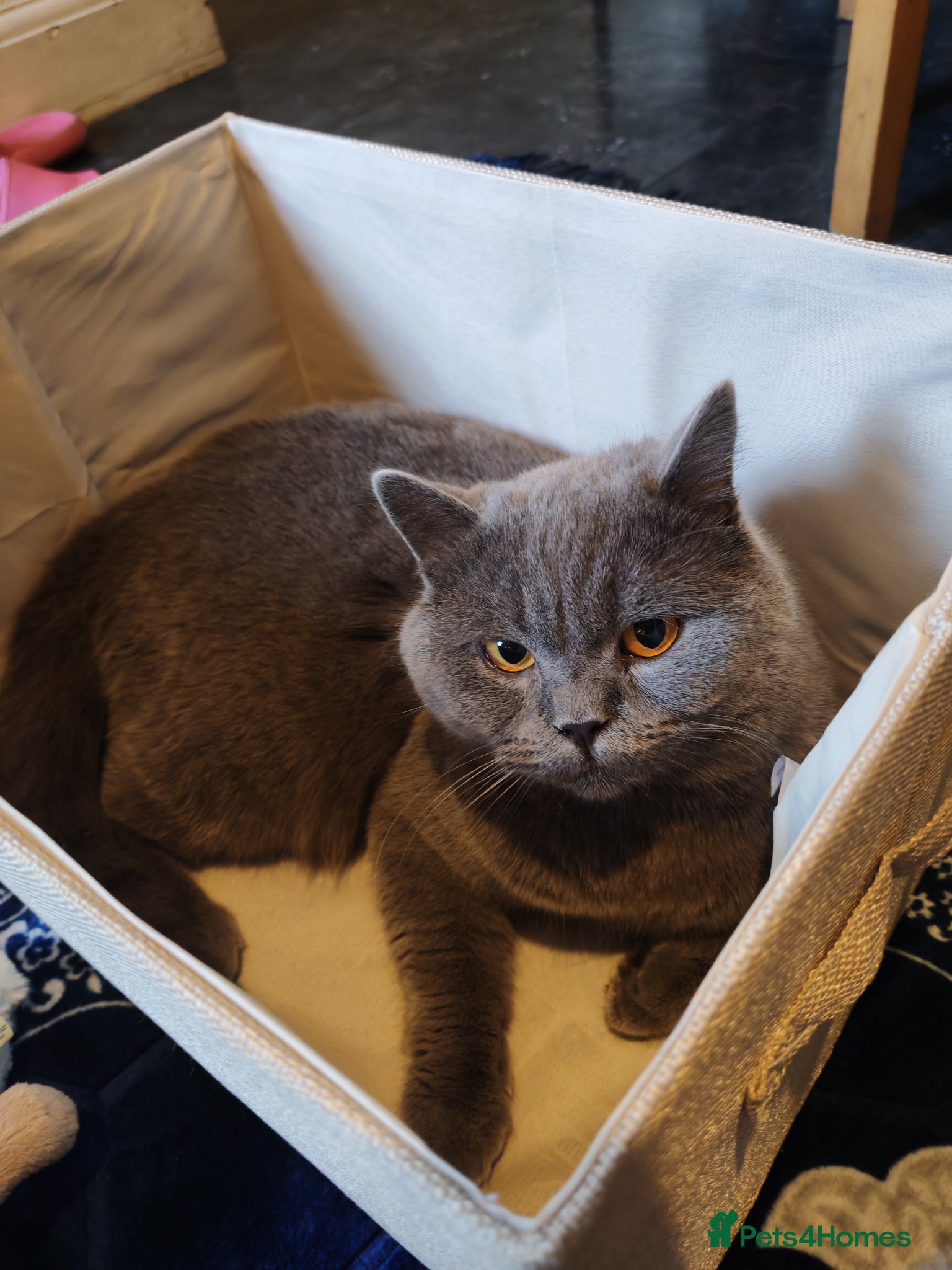 British Shorthair cats Sale  - Advert 1