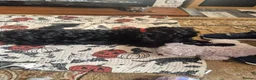 Cockapoo dogs for adoption: Male Cockerpoo  in Stourbridge - Advert 2