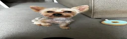 Yorkshire Terrier dogs for stud: STUD dog yorkie  in Norwich - Advert 4