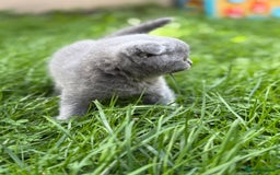 Scottish Fold cats for sale: Lovely Scottish fold kitties🥰 - Image 13