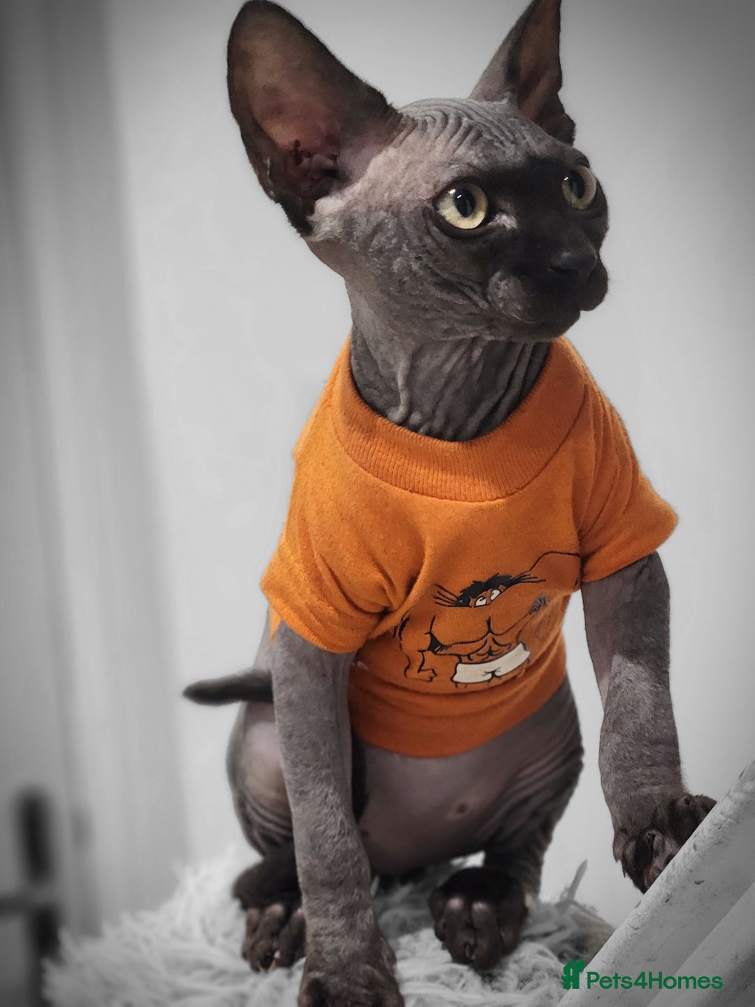 Sphynx cats for sale: 6 Lovely Canadian Sphynx kittens - Image 31