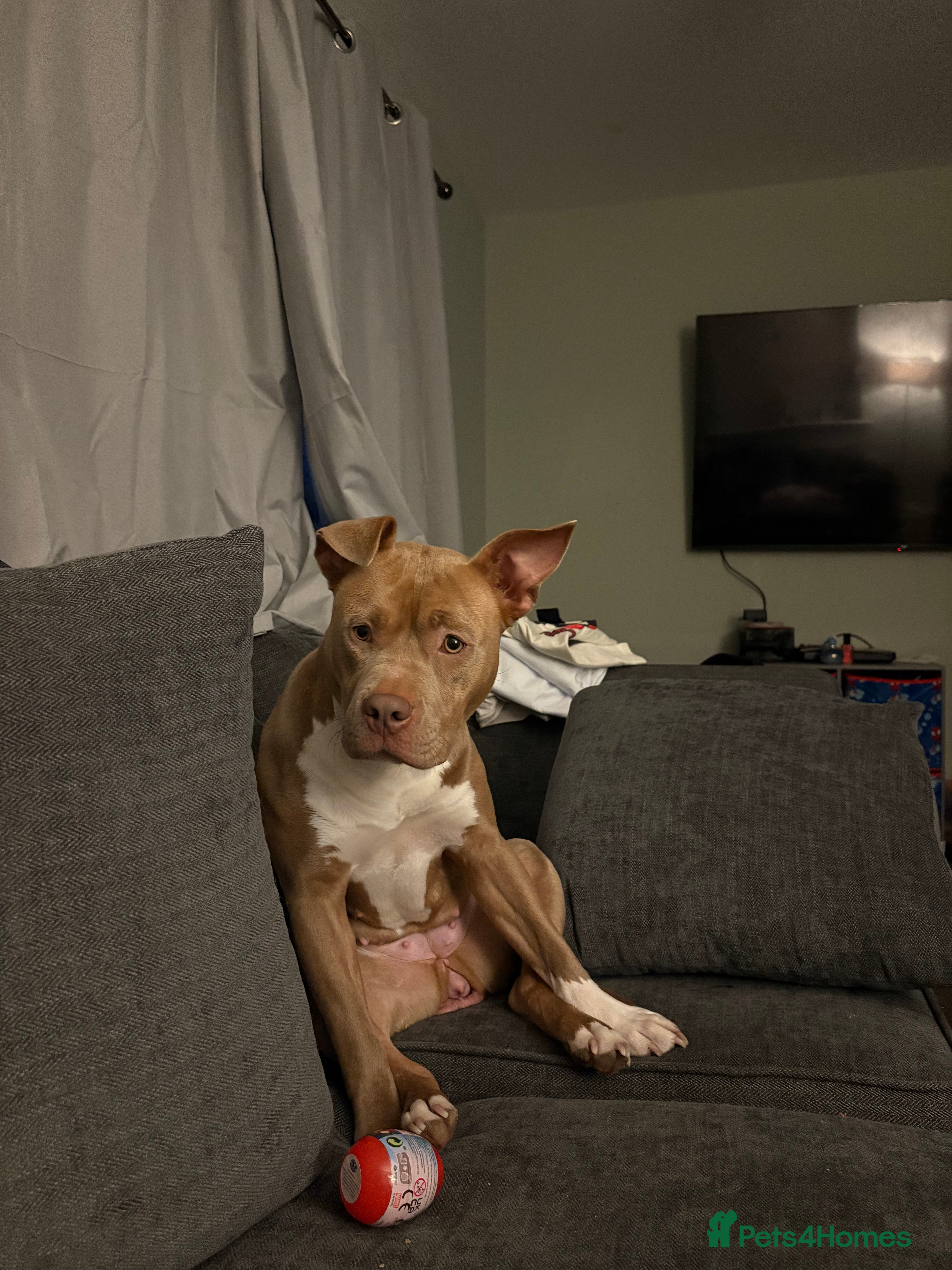 American Bulldog dogs Marnie - Advert 2