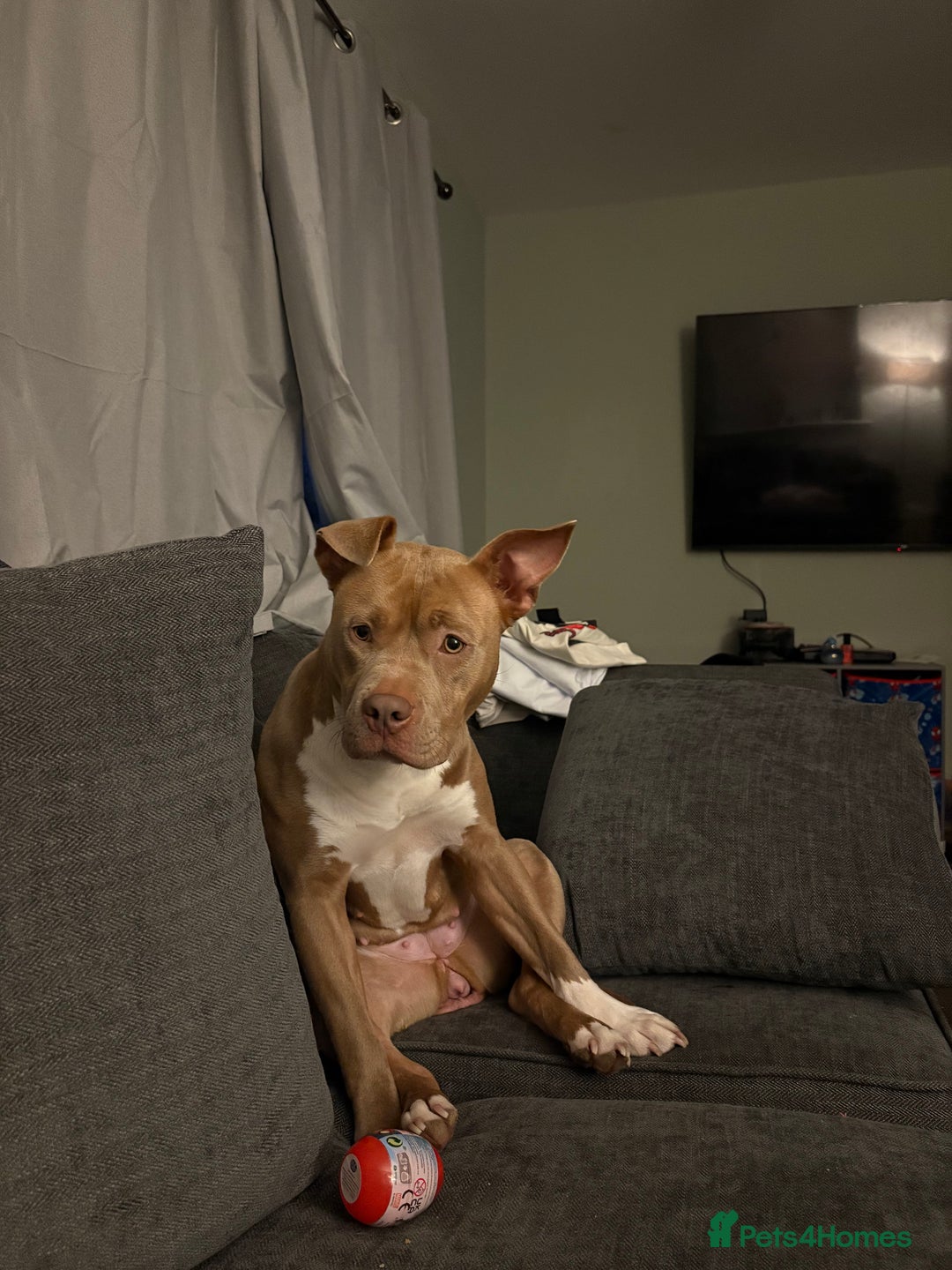 American Bulldog dogs for sale: Marnie - Advert 1