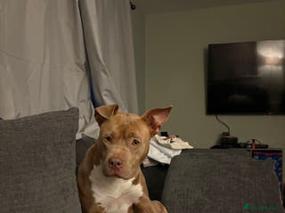 American Bulldog dogs Marnie - Advert 2