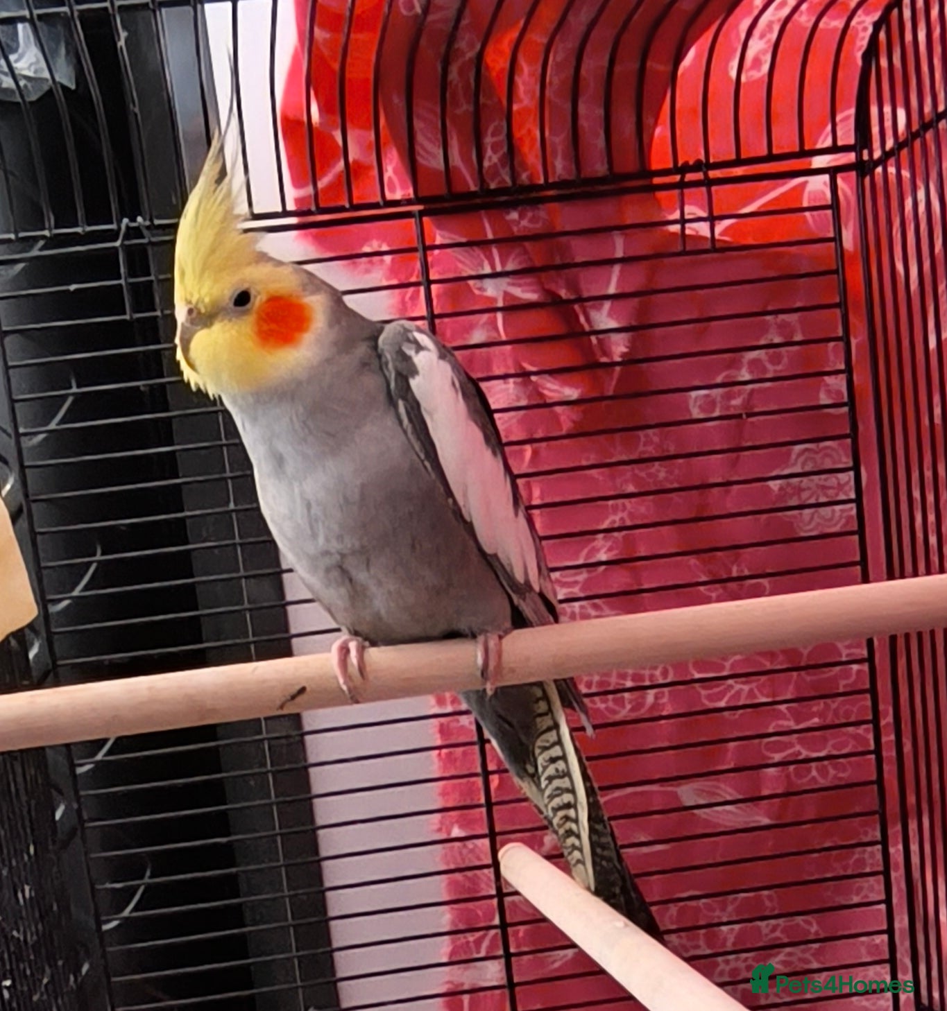 Cockatiels birds 5 Month Old Male Cockatiel with Cage – Manchester - Advert 1