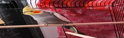 Cockatiels birds for sale: 5 Month Old Male Cockatiel with Cage – Manchester in Manchester - Advert 1