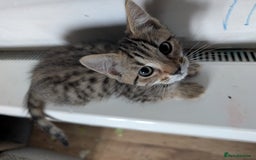 Mixed Breed cats for sale: Gorgeous kittens lovely markings  - Image 1