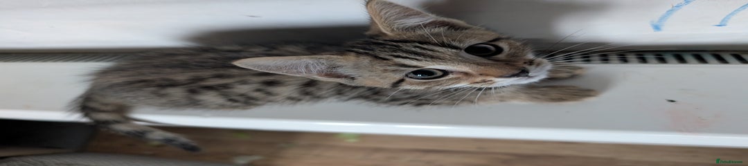 Mixed Breed Kitten 1