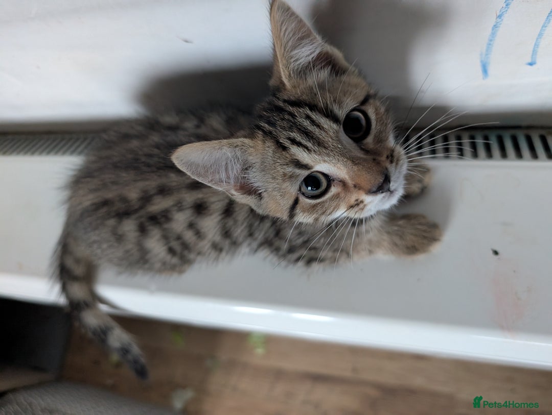 Mixed Breed cats for sale: Gorgeous kittens lovely markings  - Image 1