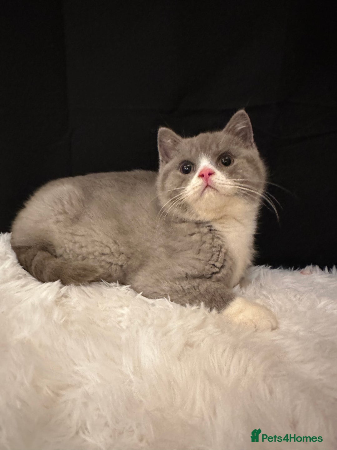 British Shorthair cats for sale: READY NOW - Full Pedigree Registered BSH kittens  - Advert 26