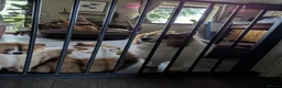 Pomeranian dogs for sale: Beautiful Pomeranian Puppies Ready Now in Nottingham - Advert 18